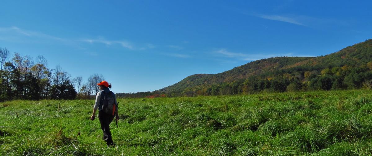 Someone walks through the grassy, green, open fields on a sunny summer day at Parson's Marsh in Lenox, 