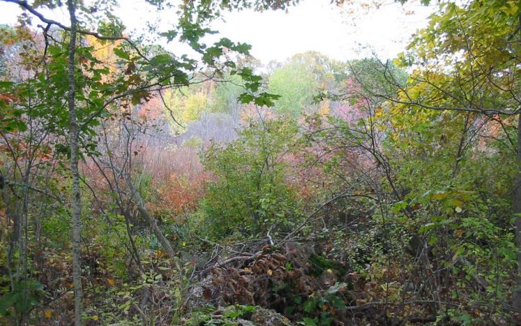 Common Pasture