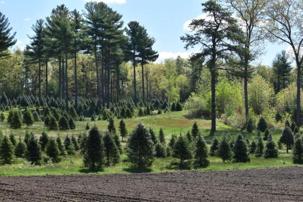 Rollie's Farm in Lowell